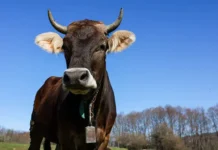 aleks berch i ego hajlendskie korovy tiktok izmenil zhizn na ferme-stanural-ru-0
