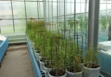 Электронное облучение семян в Калужской области – победа над гнилью elektronnoe obluchenie semyan v kaluzhskoj oblasti pobeda nad gnilyu-stanural-ru-0