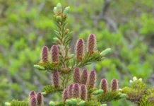 Канадская тсуга и пихта отражают водные процессы весной kanadskaya tsuga i pihta otrazhayut vodnye proczessy vesnoj-stanural-ru-0