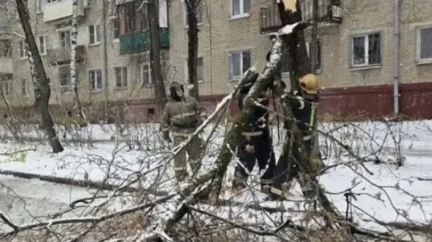 Из-за непогоды в Подмосковье упали более 500 деревьев