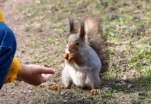 Михаил Леус: Москва встретит весеннее тепло до +16 градусов mihail leus moskva vstretit vesennee teplo do 16 gradusov-stanural-ru-0