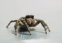 Паук 7 дней жил в ухе украинки из Ивано-Франковска pauk 7 dnej zhil v uhe ukrainki iz ivanofrankovska-stanural-ru-0