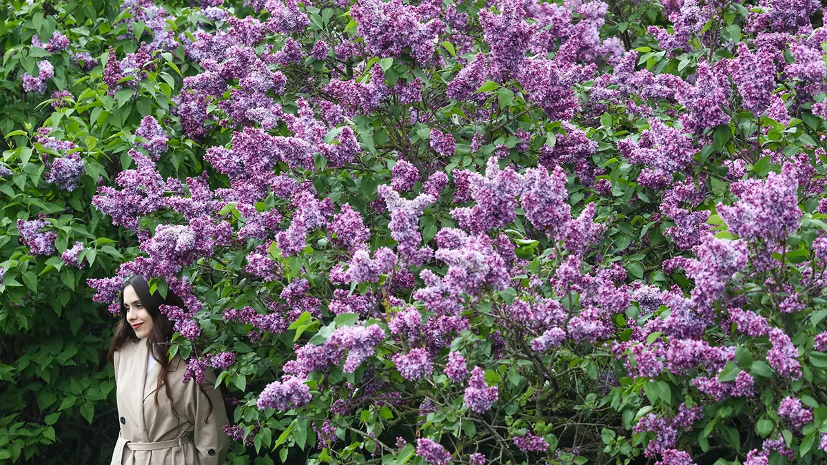 В Роскачестве предупредили о штрафах за сорванную сирень