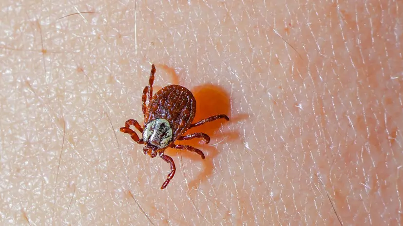 Врач Жемчугов: укусившего человека клеща нужно отнести в лабораторию