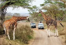 afrika manit turistov rost potoka v yuar i keniyu po dannym ator-stanural-ru-0