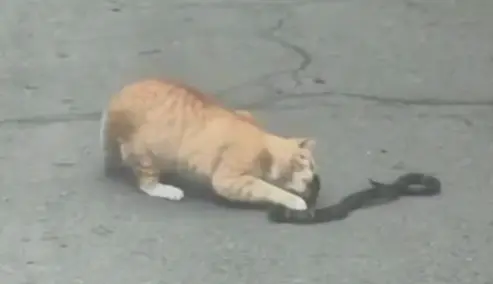 Встреча кота и змеи ОТВ Приморье