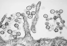 hantavirus na lajnere  govind zaveril ob otsutstvii riska-stanural-ru-0