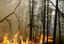 pozhar v chernobylskoj zone gschs radiacziya i rospotrebnadzor-stanural-ru-0
