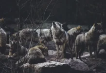 volchonok iz zakaznika stepnoj astrahanskoj oblasti vyzhil i obrel stayu-stanural-ru-0