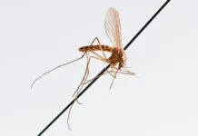 dmitrij safonov i petr chumakov o riskah miaza i chikunguni-stanural-ru-0