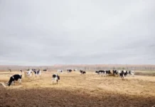 Денис Паслер стартует с «Агромотиватора» — гранты для ветеранов СВО denis pasler startuet s agromotivatora granty dlya veteranov svo-missionary-su-175292520600-0