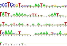 Евгений Коротков и РНФ представили новые алгоритмы для изучения геномов evgenij korotkov i rnf predstavili novye algoritmy dlya izucheniya genomov-missionary-su-175204728800-0