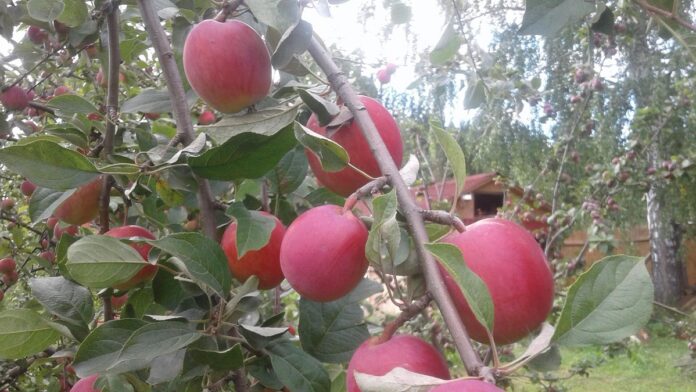 Гармония в саду: дружба яблонь и груш с верными соседями-0