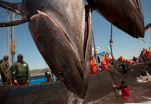 ИнБЮМ сообщает о тревожной ситуации с бычком у берегов Херсонской и Запорожской областей Spain Almadraba Tuna Fishing