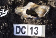 Исследование Копенгагенского университета о связи ездовых собак с Жоховской стоянкой и Российским научным фондом issledovanie kopengagenskogo universiteta o svyazi ezdovyh sobak s zhohovskoj stoyankoj i rossijskim nauchnym fondom-missionary-su-175198381100-0