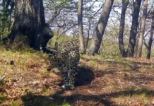 Конкурс имени в Национальном парке «Земля леопарда» от ВТБ, Петра Шпиленока и Виктора Бардюка konkurs imeni v naczionalnom parke zemlya leoparda ot vtb petra shpilenoka i viktora bardyuka-missionary-su-175258872100-0