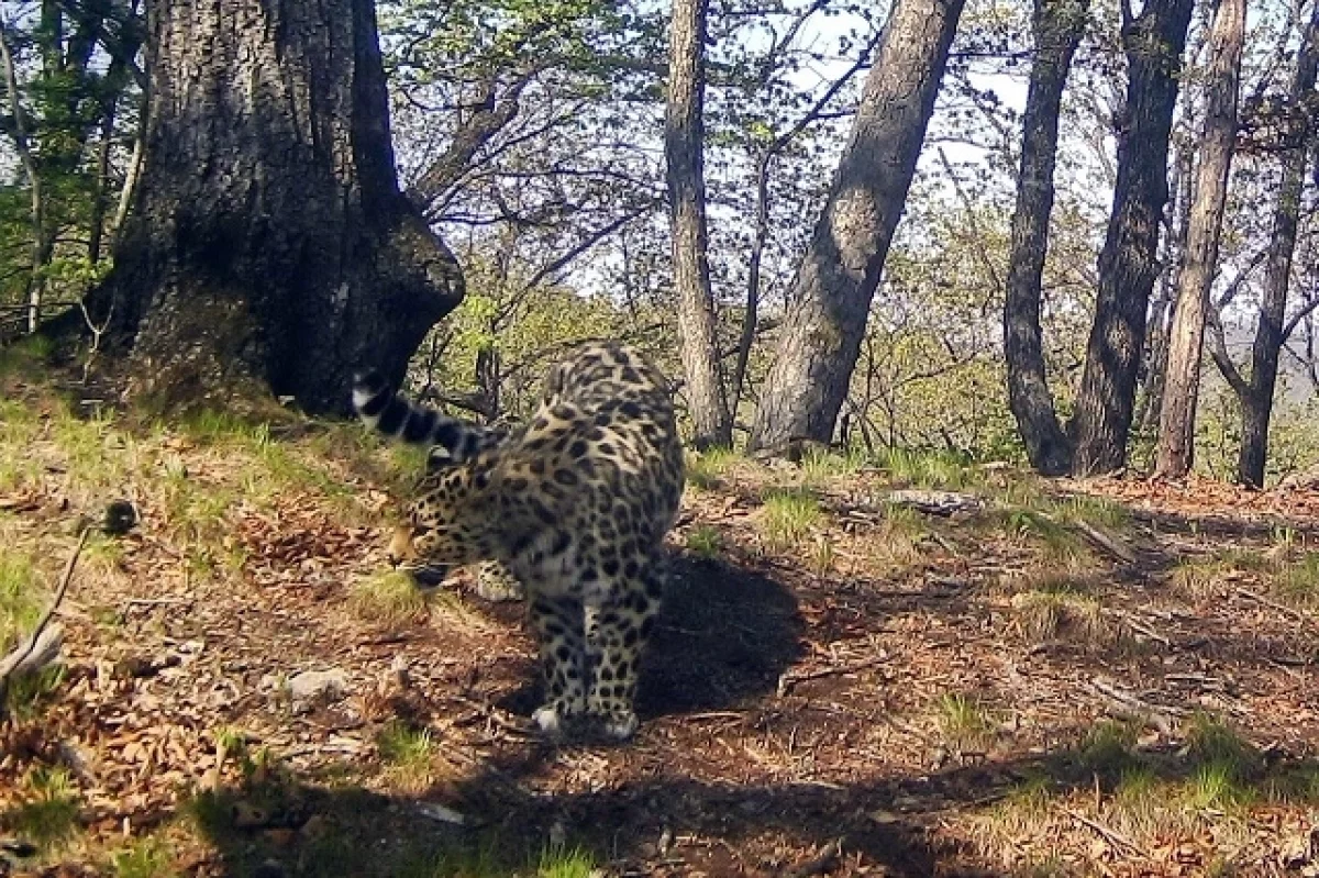 Конкурс имени в Национальном парке «Земля леопарда» от ВТБ, Петра Шпиленока и Виктора Бардюка-0