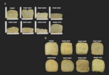 Леонардо Мендес де Соуза Мескита из Университета Сан-Паулу о пользе муки из семян подсолнечника для хлеба и здоровья leonardo mendes de souza meskita iz universiteta sanpaulu o polze muki iz semyan podsolnechnika dlya hleba i zdorovya-missionary-su-175193212600-0