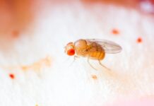 Максим Ерохин и Дарья Четверина исследуют белок Vostok в Институте биологии гена РАН maksim erohin i darya chetverina issleduyut belok v institute biologii gena ran-missionary-su-175207364400-0