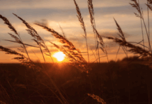 Праздник семьи, любви и верности в Муроме отмечают 8 июля по традициям Петра и Февронии prazdnik semi lyubvi i vernosti v murome otmechayut 8 iyulya po tradicziyam petra i fevronii-missionary-su-175193077300-0