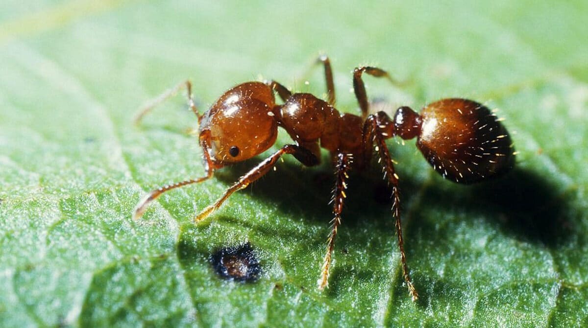 Прорыв от Центра медицинской, сельскохозяйственной и ветеринарной энтомологии США в борьбе с муравьями Solenopsis invicta и Camponotus floridanus с помощью природных секретов змей-0