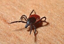 rospotrebnadzor fiksiruet polozhitelnye sdvigi v snizhenii ukusov kleshhej v primore-missionary-su-175261106700-0