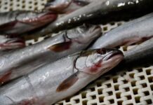 Россельхозбанк и УрГАУ представили сенсацию о рыбоводстве для фермеров Урала rosselhozbank i urgau predstavili sensacziyu o rybovodstve dlya fermerov urala-missionary-su-175318215600-0