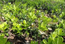 Российский научный фонд и Кольский научный центр РАН улучшают экстракцию брусничных листьев rossijskij nauchnyj fond i kolskij nauchnyj czentr ran uluchshayut ekstrakcziyu brusnichnyh listev-missionary-su-175317926400-0