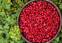 Российский научный фонд поддержал инновации с новым экстрактом брусники от Кольского научного центра РАН и СПбГУ rossijskij nauchnyj fond podderzhal innovaczii s novym ekstraktom brusniki ot kolskogo nauchnogo czentra ran i spbgu-missionary-su-175316882000-0