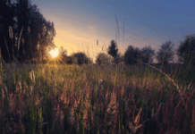 sekrety schastlivoj semi ot evseviya samosatskogo i oshibki 5 iyulya-missionary-su-175166796100-0