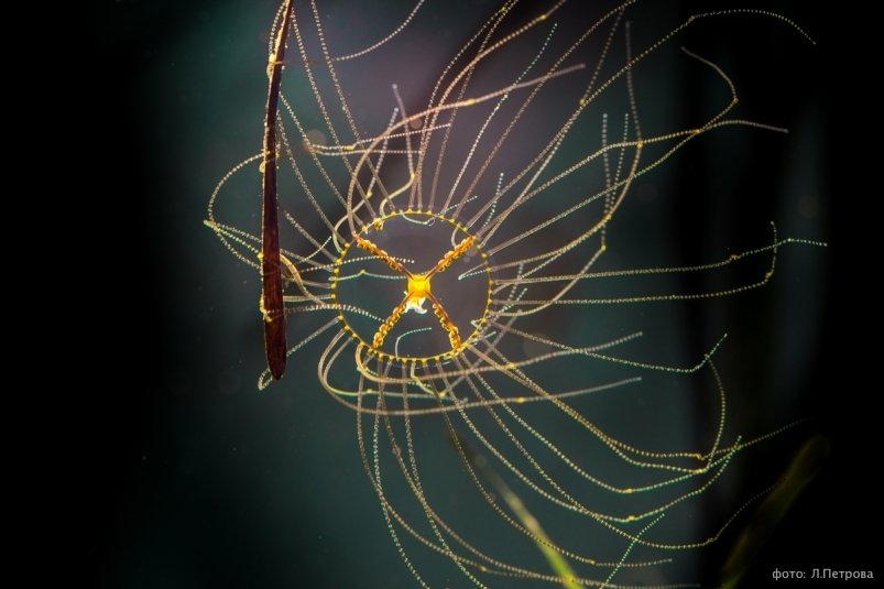 Медуза-крестовик Предоставлено Приморским океанариумом