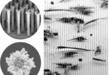 Создана платформа МГУ и Института биофизики РАН для доставки доксорубицина sozdana platforma mgu i instituta biofiziki ran dlya dostavki doksorubiczina-missionary-su-175223843600-0