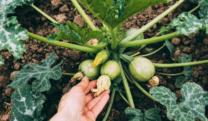 Цветок на завязи кабачка: удалять или оставить? Как не навредить урожаю