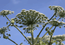 Вадим Виноградов из НИУ ВШЭ делится советом по борьбе с борщевиком vadim vinogradov iz niu vshe delitsya sovetom po borbe s borshhevikom-missionary-su-175245855300-0