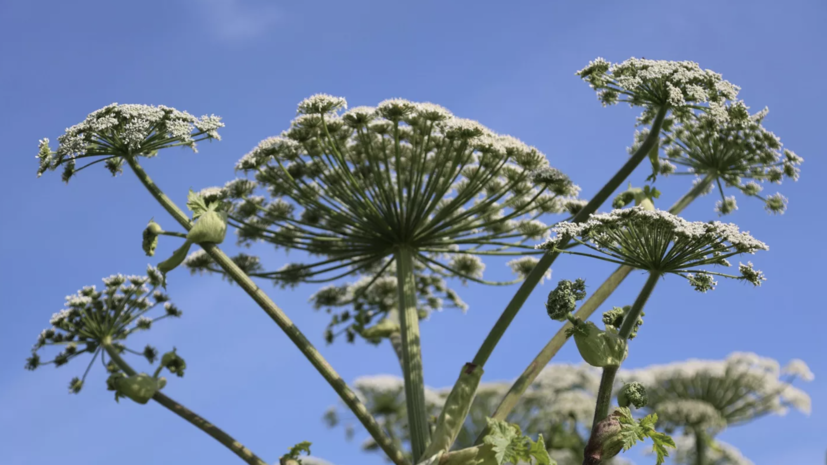 Россиян предупредил о штрафах за игнорирование борщевика на участке