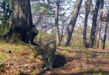 ВТБ и Земля леопарда объединяют усилия для защиты редких кошек vtb i zemlya leoparda obedinyayut usiliya dlya zashhity redkih koshek-missionary-su-175257527900-0