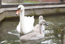 Японские журавли и лебеди радуют первыми перьями в Московском зоопарке yaponskie zhuravli i lebedi raduyut pervymi peryami v moskovskom zooparke-missionary-su-175239192400-0