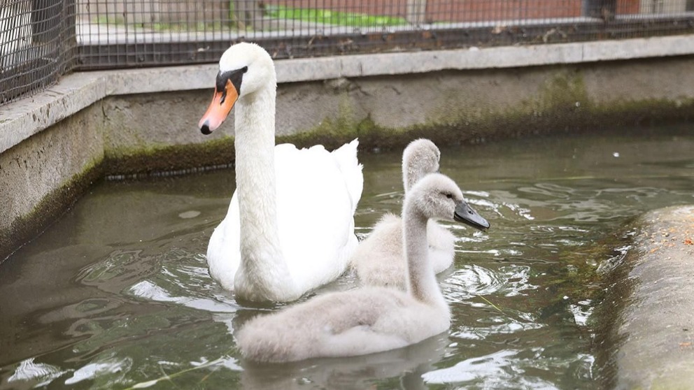 Птенцы лебедей и японских журавлей появились на свет в Московском зоопарке