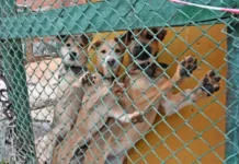 Екатеринбуржцев приглашают стать ответственными хозяевами зоошкола "Обнимаю лапами" и фонд "Зоозащита" ekaterinburzhczev priglashayut stat otvetstvennymi hozyaevami zooshkola obnimayu lapami i fond zoozashhita-missionary-su-0