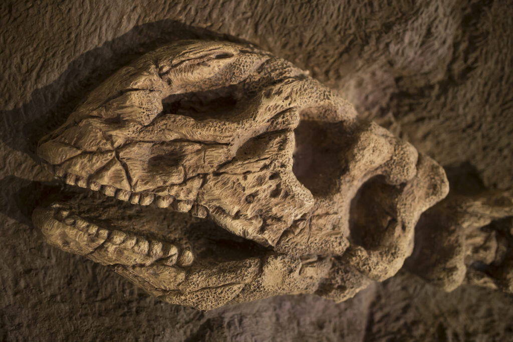 Ископаемое динозавра