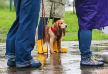 Метеоновости прогнозируют солнечную погоду и дожди в Москве на неделю meteonovosti prognoziruyut solnechnuyu pogodu i dozhdi v moskve na nedelyu-missionary-su-0