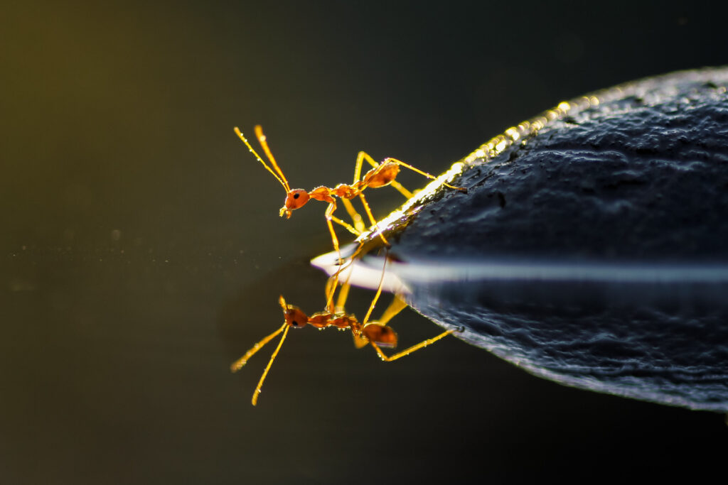 Муравей на воде