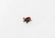 rospotrebnadzor v primore delitsya svezhimi dannymi po enczefalitu i lajmu-missionary-su-0