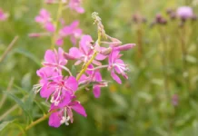 Яркий иван-чай преображает Москву благодаря заботе Департамента природопользования yarkij ivanchaj preobrazhaet moskvu blagodarya zabote departamenta prirodopolzovaniya-missionary-su-0