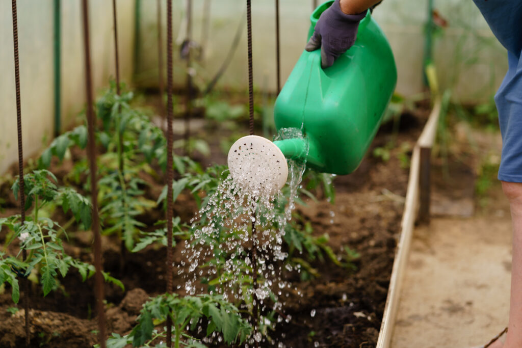 Женщина с лейкой в теплице
