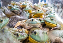 Факты о грозах, о которых вы не задумывались Живые лягушки