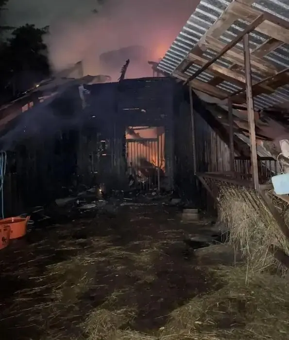 Вольер и здание сгорели дотла | Источник: читатель НГС