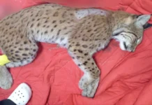 В Гурьевском районе Калининградской области обсуждают судьбу рыси и лося v gurevskom rajone kaliningradskoj oblasti obsuzhdayut sudbu rysi i losya-missionary-su-0