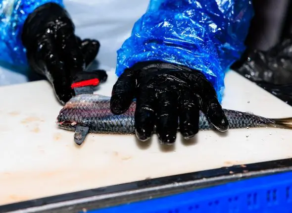 Разделка сельди Евгений Кулешов, ИА PrimaMedia