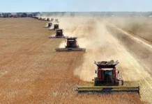 Минсельхоз и Оксана Лут оптимистично прогнозируют урожай зерна в России minselhoz i oksana lut optimistichno prognoziruyut urozhaj zerna v rossii-missionary-su-0